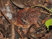 Striped Burrowing Frog  - Sa Kaew