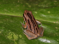 Striped Paddy Frog  - Bang Lang NP