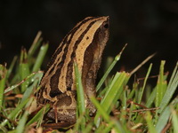 Striped Sticky Frog  - Phu Kradueng NP
