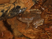 Sumatran Puddle Frog  - Bala