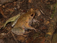 Tak Horned Frog  - Taksin Maharat NP