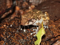 Tasan Frog  - Phuket