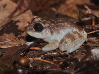 Tasan Frog  - Phuket