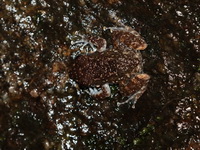 Tasan Frog  - Raksa Warin Public Park