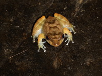 Tasan Frog  - Sri Phang Nga NP