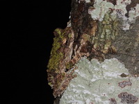 Taylor's Treefrog  - Phu Kradueng NP