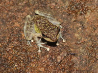 Tenasserim Cascade Frog  - Nam Tok Huay Yang NP
