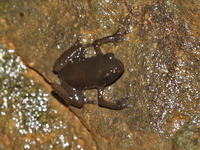 Tenasserim Cave Frog  - Sai Yok