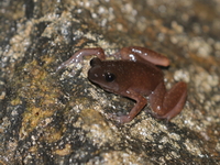 Tenasserim Cave Frog  - Sai Yok