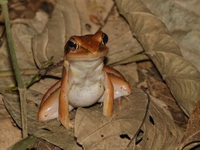 Three-striped Frog - female  - San Kala Khiri NP