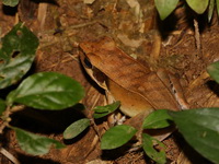 Three-striped Frog - female  - San Kala Khiri NP
