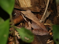 Three-striped Frog - male  - San Kala Khiri NP