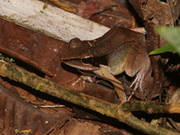 Three-striped Frog - male  - Nai Chong FR
