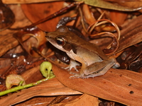 Three-striped Frog - male  - Pa Phru Sirindhorn