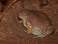 Truncate-snouted Burrowing Frog  - Sai Yok NP