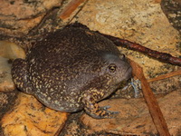 Truncate-snouted Burrowing Frog  - Baan Maka