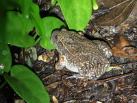 Truncate-snouted Burrowing Frog  - Kaeng Krachan NP