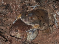 Truncate-snouted Burrowing Frog  - Sa Kaew