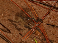Tubercled Puddle Frog  - Phu Kradueng NP