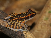 Western Sunda Spotted Stream Frog  - Bang Lang NP