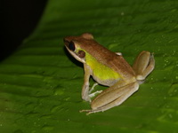White-lipped Frog  - Bang Lang NP