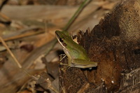 White-lipped Frog  - San Kala Khiri NP