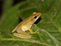 White-lipped Frog  - Betong