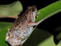 Wide-disked Narrow-mouthed Frog  - Khao Phanom Bencha NP