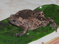 Wide-disked Narrow-mouthed Frog  - Bala