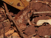 Wide-disked Narrow-mouthed Frog  - Nai Chong FR