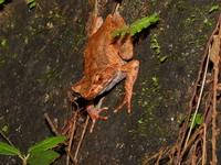 Xenophrys sp undescribed   - Sri Phang Nga NP