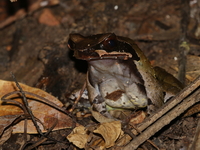 Xenophrys sp undescribed  - Taksin Maharat NP