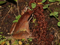 Xenophrys sp undescribed  - Doi Inthanon NP