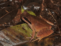 Xenophrys sp undescribed  - Doi Chang