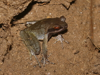 Xenophrys sp undescribed  - Doi Pha Hom Pok NP