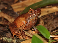 Xenophrys sp undescribed  - Khao Ramrom