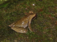 Xenophrys sp undescribed  - Doi Phu Kha NP