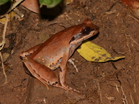 Xenophrys sp undescribed  - Khun Nan NP