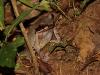Xenophrys sp undescribed  - Doi Tung