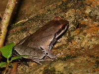 Xenophrys sp undescribed  - Khao Laem NP