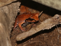 Xenophrys sp undescribed  - Kui Buri NP