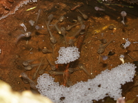 Yunnan Bushfrog - tadpoles  - Doi Phu Kha NP