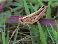 Aiolopus thalassinus  - Phuket