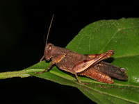 Apalacris varicornis  - Kaeng Krachan NP