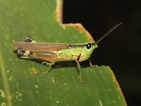 Ceracris nigricornis  - Doi Lang