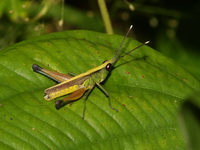 Phlaeoba antennata - male  - Khlong Naka WS