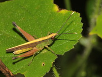 Phlaeoba antennata - male  - Kaeng Krachan NP