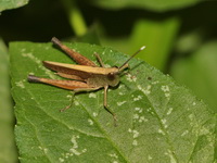 Phlaeoba antennata - male  - Kaeng Krachan NP