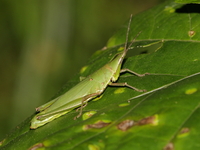 Pseudomorphacris brachyptera  - Chaloem Rattanakasin NP