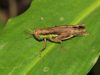 Pseudoxya diminuta - female  - Doi Chang